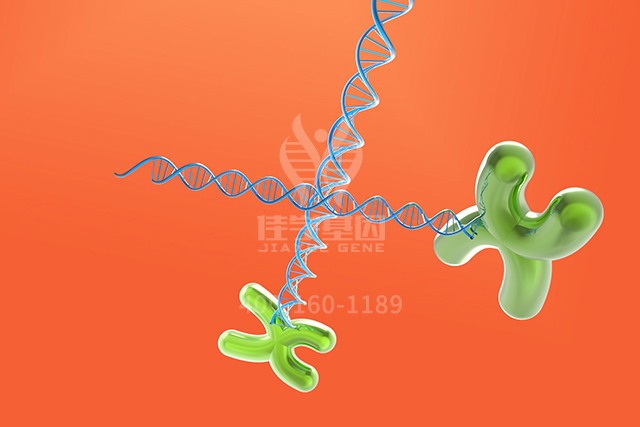 【佳学基因检测】男性生殖科分子病理检测资质考核中关于ATF4P1的问题及答案