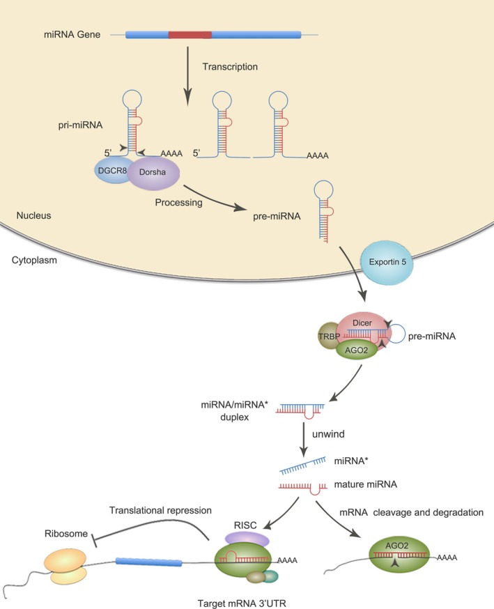 【佳学基因检测】精神分裂症基因检测中的miRNA检测及miRNA药物 【佳学基因检测】精神分裂症基因检测中的miRNA检测及miRNA药物