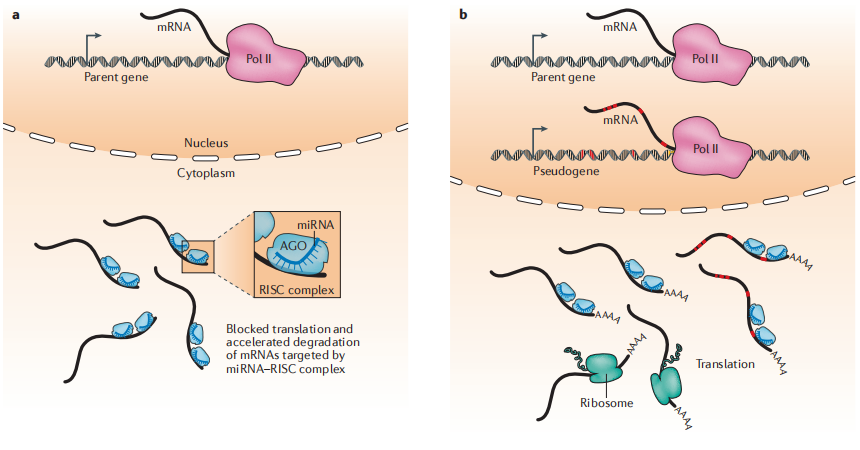 【佳学基因检测】基因检测中如何进行非编码RNA和全转录组联合分析