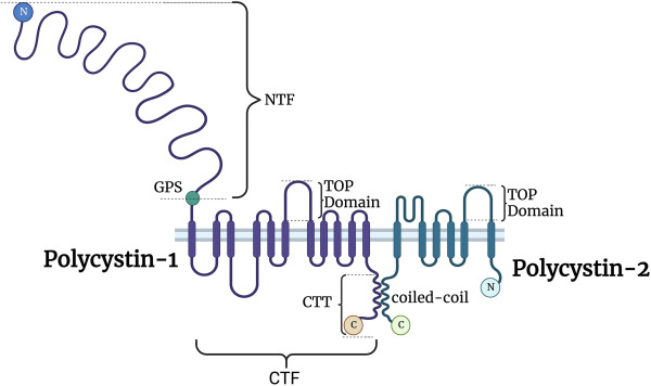 【佳学基因检测】如何区分多囊肾基因解码、基因检测? 【佳学基因检测】如何区分多囊肾基因解码、基因检测?
