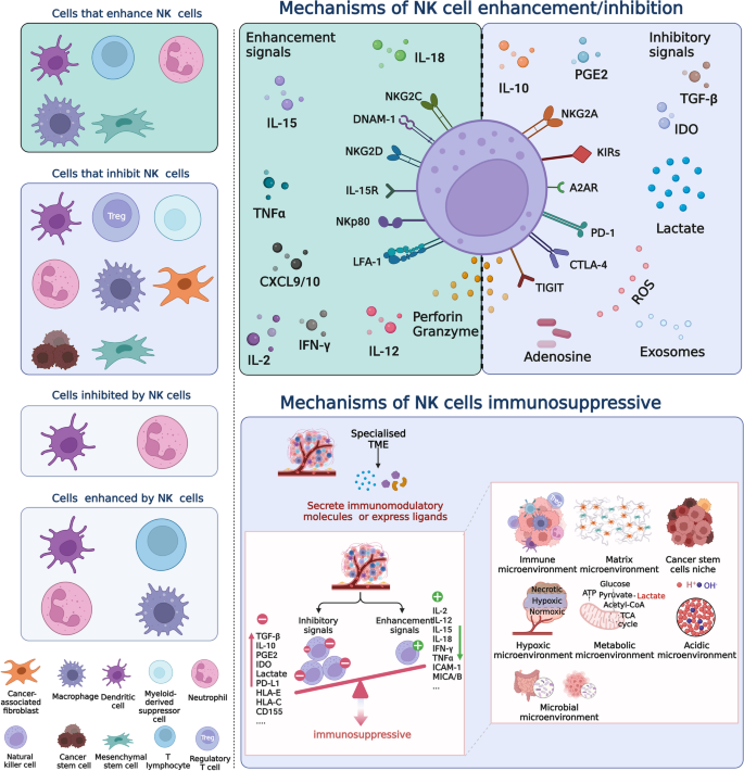 【佳学基因检测】肿瘤微环境作为基因治疗的“调节器”和“靶点” 【佳学基因检测】肿瘤微环境作为基因治疗的“调节器”和“靶点”