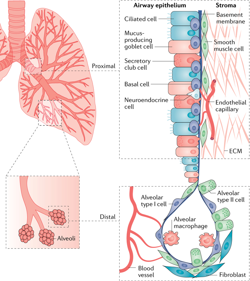 【佳学基因检测】肺癌转移的微环境基因检测 【佳学基因检测】肺癌转移的微环境基因检测