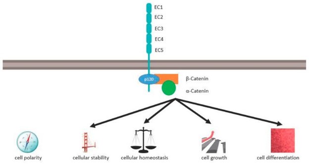 【佳学基因检测】遗传性弥漫性胃癌的基因解码、基因检测及靶向药物治疗