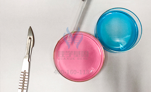 【佳学基因检测】主治医师疾病风险评估TEX28P2内容要点