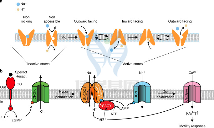 【佳学基因检测】Na+/H+交换蛋白(NHEs)组分发生突变会引起弱精子症而不育吗? 【佳学基因检测】Na+/H+交换蛋白(NHEs)组分发生突变会引起弱精子症而不育吗?