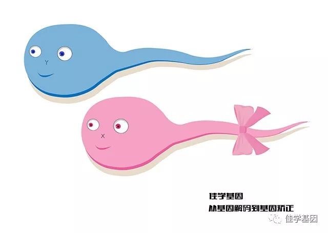 【佳学基因检测】圆头精子症（Globozoospermia）基因解码、基因检测