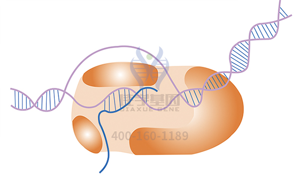 【佳学基因解码-基因检测】什么是线粒体多功能障碍综合征？