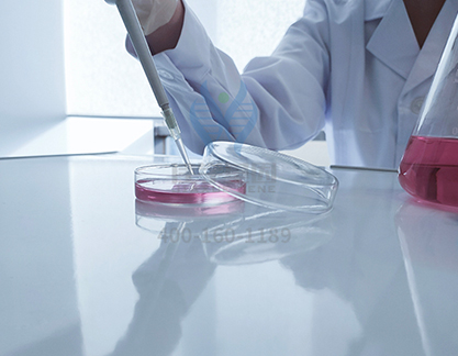 【佳学基因检测】EEF1G的群体遗传学结果对突变检测准确性的影响